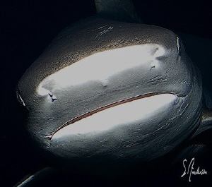"The Bump" this image was taken by chance, getting out of... by Steven Anderson 